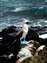 Residents_Darwin_National_Parc_Blue_Footed_Booby_2_.jpg